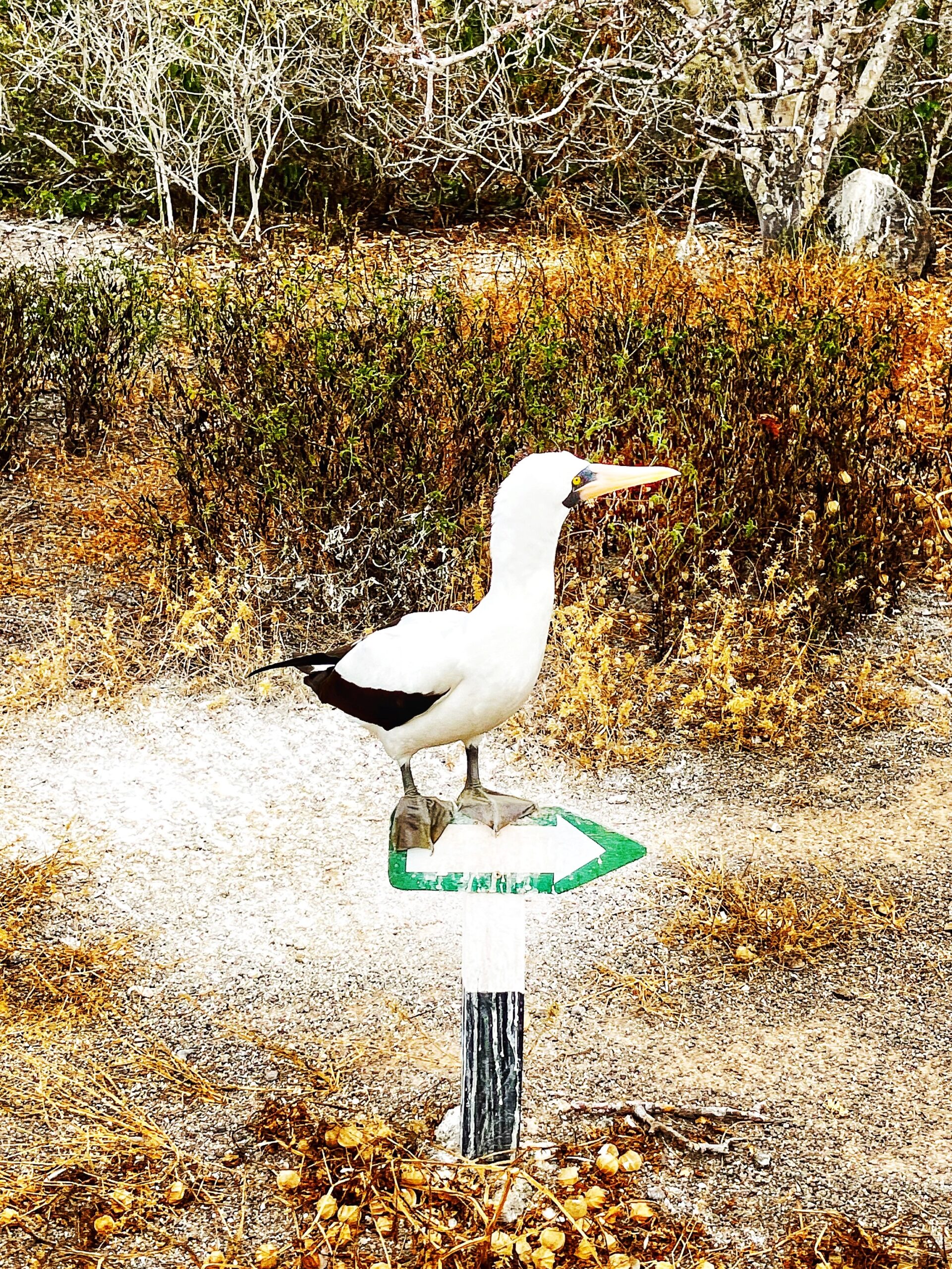 Una Sula piedigrici che ho fotografato alle Galapagos